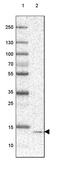 ER Membrane Protein Complex Subunit 6 antibody, PA5-64051, Invitrogen Antibodies, Western Blot image 