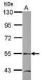 TEA Domain Transcription Factor 4 antibody, PA5-21977, Invitrogen Antibodies, Western Blot image 