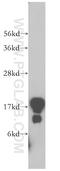Plasmolipin antibody, 14868-1-AP, Proteintech Group, Western Blot image 