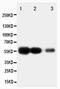 RAGE antibody, PA5-78735, Invitrogen Antibodies, Western Blot image 