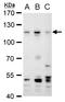 PMS1 Homolog 2, Mismatch Repair System Component antibody, GTX113804, GeneTex, Western Blot image 