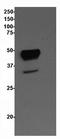DnaJ Heat Shock Protein Family (Hsp40) Member B1 antibody, NBP1-22416, Novus Biologicals, Western Blot image 