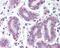 BRCA1 DNA Repair Associated antibody, 48-508, ProSci, Immunohistochemistry frozen image 