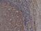 CD72 Molecule antibody, NB100-64350, Novus Biologicals, Immunohistochemistry frozen image 