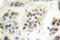 Lamin A/C antibody, LS-C176322, Lifespan Biosciences, Immunohistochemistry frozen image 