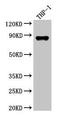 Gelsolin antibody, LS-C369738, Lifespan Biosciences, Western Blot image 