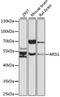 Arylsulfatase G antibody, LS-C748791, Lifespan Biosciences, Western Blot image 