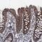 GTP Binding Protein 3, Mitochondrial antibody, HPA042158, Atlas Antibodies, Immunohistochemistry frozen image 