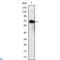 Kelch Like Family Member 1 antibody, LS-C812671, Lifespan Biosciences, Western Blot image 
