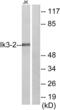 Cdk5 And Abl Enzyme Substrate 2 antibody, abx013913, Abbexa, Western Blot image 