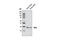 DAZLA antibody, 8042S, Cell Signaling Technology, Western Blot image 