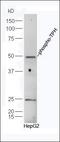 Tryptophan Hydroxylase 1 antibody, orb7107, Biorbyt, Western Blot image 