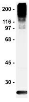 Small Ubiquitin Like Modifier 2 antibody, ab81371, Abcam, Western Blot image 