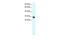 Single Stranded DNA Binding Protein 2 antibody, PA5-40431, Invitrogen Antibodies, Western Blot image 