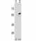 Cell Division Cycle 20 antibody, F51546-0.4ML, NSJ Bioreagents, Western Blot image 