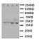 C-X-C Motif Chemokine Receptor 1 antibody, LS-C313198, Lifespan Biosciences, Western Blot image 