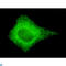 Cytochrome C Oxidase Subunit 4I2 antibody, LS-C812927, Lifespan Biosciences, Immunofluorescence image 