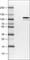 Matrix Metallopeptidase 9 antibody, AMAb90804, Atlas Antibodies, Western Blot image 