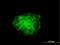 Keratin 4 antibody, LS-B5426, Lifespan Biosciences, Immunofluorescence image 