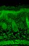 Synaptosome Associated Protein 25 antibody, SMC-180D-RPE, StressMarq, Immunohistochemistry frozen image 