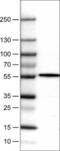 Nicotinate Phosphoribosyltransferase antibody, NBP2-52924, Novus Biologicals, Western Blot image 