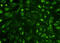 Nucleobindin 1 antibody, LS-B13070, Lifespan Biosciences, Immunofluorescence image 