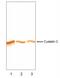 Cystatin C antibody, NBP1-05766, Novus Biologicals, Western Blot image 