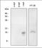Synuclein Gamma antibody, orb88601, Biorbyt, Western Blot image 
