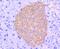 Interferon Regulatory Factor 3 antibody, NBP2-67741, Novus Biologicals, Immunohistochemistry paraffin image 