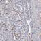 Folate Hydrolase 1 antibody, FNab06860, FineTest, Immunohistochemistry frozen image 