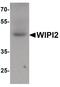 WD Repeat Domain, Phosphoinositide Interacting 2 antibody, PA5-34478, Invitrogen Antibodies, Western Blot image 