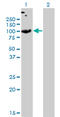 Solute Carrier Family 26 Member 2 antibody, LS-C197085, Lifespan Biosciences, Western Blot image 