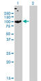 Sulfate transporter antibody, LS-C197085, Lifespan Biosciences, Western Blot image 