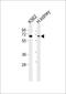 Arylsulfatase D antibody, PA5-72417, Invitrogen Antibodies, Western Blot image 