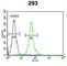 Mesoderm Posterior BHLH Transcription Factor 2 antibody, abx032591, Abbexa, Western Blot image 