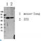 SMAD Family Member 3 antibody, LS-C813584, Lifespan Biosciences, Western Blot image 