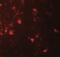 Interleukin-36 alpha antibody, NBP2-41238, Novus Biologicals, Immunocytochemistry image 
