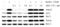 BCL2 Binding Component 3 antibody, 11008, QED Bioscience, Western Blot image 