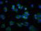 Lipoprotein Lipase antibody, LS-C680779, Lifespan Biosciences, Immunofluorescence image 