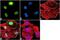 H2A Histone Family Member X antibody, 710812, Invitrogen Antibodies, Immunofluorescence image 