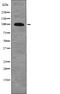 Glutamate Metabotropic Receptor 2 antibody, PA5-64829, Invitrogen Antibodies, Western Blot image 
