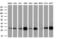 Nitrilase Family Member 2 antibody, GTX84039, GeneTex, Western Blot image 