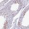 Nucleolar And Spindle Associated Protein 1 antibody, NBP2-13685, Novus Biologicals, Immunohistochemistry paraffin image 