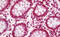Homeobox B7 antibody, MBS248293, MyBioSource, Immunohistochemistry frozen image 