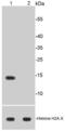 Histone Cluster 1 H2A Family Member J antibody, NBP2-67336, Novus Biologicals, Western Blot image 