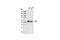 LCK Proto-Oncogene, Src Family Tyrosine Kinase antibody, 2714S, Cell Signaling Technology, Western Blot image 