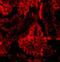 Interferon Regulatory Factor 3 antibody, GTX10632, GeneTex, Immunohistochemistry paraffin image 