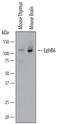 O08644 antibody, AF611, R&D Systems, Western Blot image 