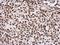 CAMP Responsive Element Binding Protein 1 antibody, GTX112846, GeneTex, Immunohistochemistry paraffin image 