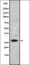 Cullin 5 antibody, orb335151, Biorbyt, Western Blot image 
